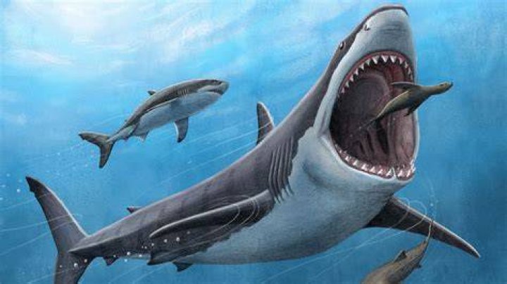 NASA's Quest For A Megalodon